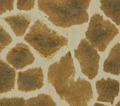 Animal Prints Madagascar swatch