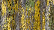 Contemporary Velvet Wister Velvet Print Cool swatch