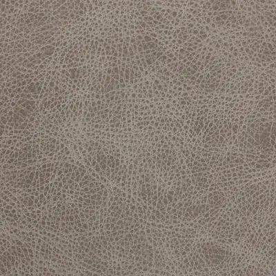 Saloon Dove Grey swatch