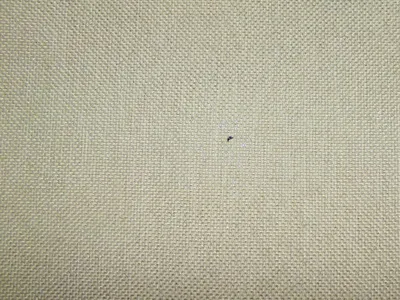 Perth Plain Dove swatch